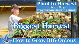 How to Grow BIG Onions - Our BIGGEST ONION HARVEST