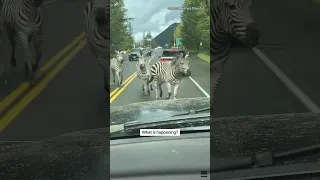 Zebras running loose in North Bend, WA