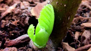 Rooting a Fig Cutting Without Rooting Hormone | How to Root fig Tree Cuttings and Keep Them Alive