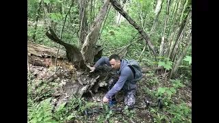 Находки под корнем 100-летнего дерева!) 2 часть