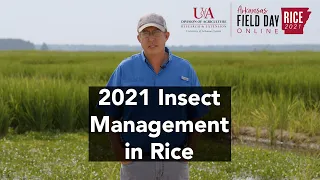 2021 Arkansas Rice Field Day: Insect Control