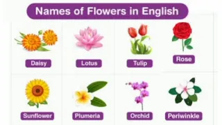 Flowers name | Flowers Name basic English learning | video for kids | #flowersname  @kidstube3997