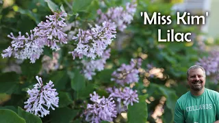 'Miss Kim' Lilac - Syringa pubescens subsp. patula 'Miss Kim