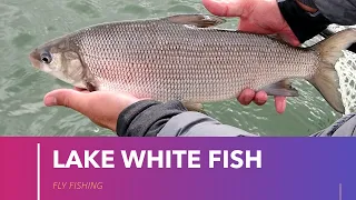 How To Catch Lake Whitefish | Fly Fishing