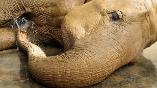 Elephant bath time