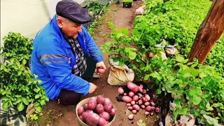 Картопля у Мішках росте. Гарний Врожай картоплі