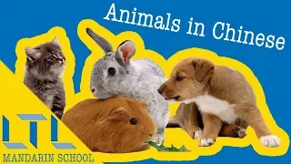 HOW TO - Say Animals in Chinese | Complete Guide to Animals in Mandarin Chinese