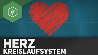 Das Herz und sein Kreislaufsystem