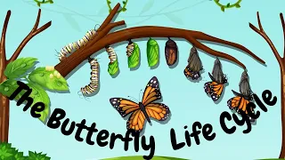 Lets learn the life cycle of the Butterfly and the Frog ||science | butterfly | Kids Learning Videos