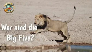 Tiere in Afrika für Kinder erklärt: Wer sind die "Big Five?" Lerne die Tierwelt Afrikas kennen!