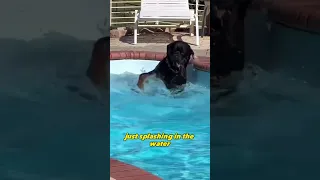 No Dog enjoys￼ swimming more than this one 😂 #doglover #dog #fyp