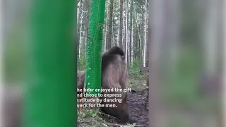 A hunter in Russia constructed a "scratching post" for a bear #news