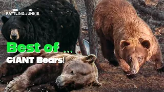 22 GIANT bear kills in 30 minutes! BEST BIG BEAR VID on the INTERNET! #bearhunting