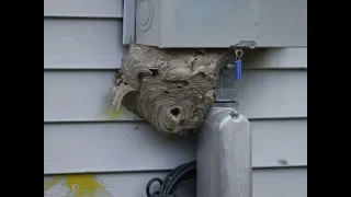 Paintball gun vs wasps nest