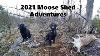 2021 Moose Shed Hunting Adventures