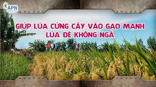 APN - GIÚP LÚA CỨNG CÂY VÀO GẠO GIAI ĐOẠN MƯA DẦM - LÚA ĐÈ KHÔNG NGÃ