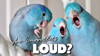 Are Parrotlets LOUD? #2 Talking Parrot Ziki Forpus Papağanı Sesi