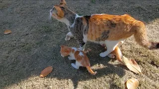 Mother Cat Attacked Street Cat To Protect Her 2 Kittens