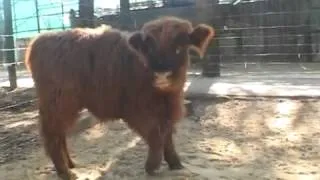 В Харьковском зоопарке новый житель   телёнок высокогорной шотландской коровы
