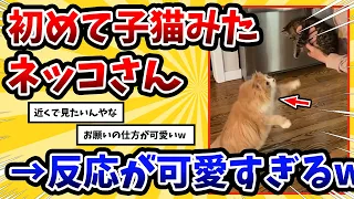 【2ch動物スレ】初めての子猫を近くで見たいネッコさん → 反応が可愛すぎるwww