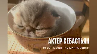 Актер кот-экзот Себастьян