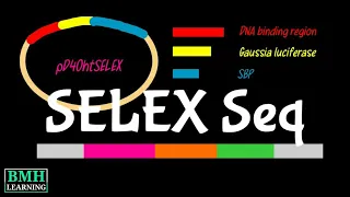 SELEX Sequencing | SELEX Seq | SELEX High Throughput Sequencing | HT SELEX |