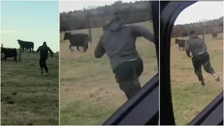 Jordan Davis CHASING A COW Has Me CRYING......OMG WILDING 🤣