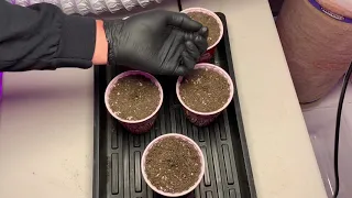 Planting Cannabis Seeds Directly into Living/Super Soil. - Feminized Bananacane