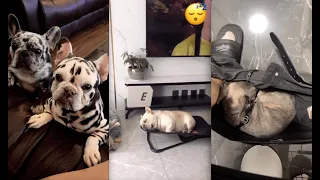 Funny French Bulldog | TikTok Compilation #11  - Cutest French Bulldog