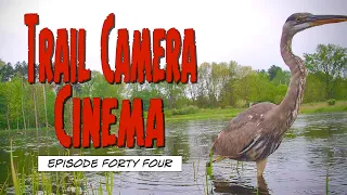 Feathers and Water - Trail Camera Cinema (EP44)