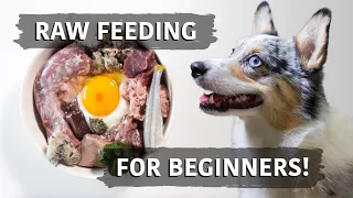 Raw Food Diet For Dogs - Balancing Explained For Beginners