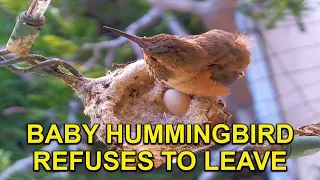 Rare Footage of Baby Hummingbird's SURPRISE After Fledge