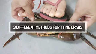 3 Different methods on how to tie mud crabs