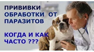 Моя собака. Когда ставить щенку прививки. Ветобслуживание.