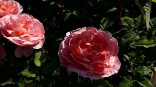 Обильноцветущие розы - шрабы. Энергичные кусты роз с большим количеством бутонов. Роза Фрэнсис Блэйз