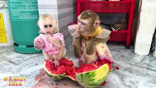 Monkey Kaka breaks a watermelon for baby monkey Mit to eat