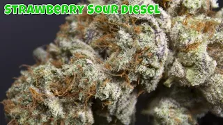 Weed Review Strawberry Sour Diesel Strain Review