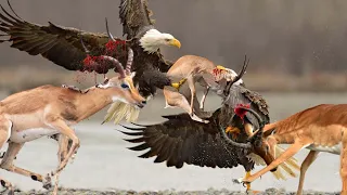 OMG! Angry Mother Impala Tries Her Best To Rescue Her Calf From The King Eagle _ Impala Vs Eagle