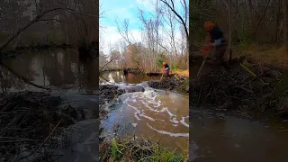 BEAVER DAM REMOVAL In One Minute! Wood Creek S2 EP.3! #shorts