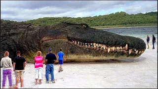 20 Animales Gigantes Capturados Por El Hombre