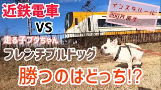 【完全版】近鉄電車VSフレンチブルドッグ 真剣勝負第三弾  in平城京跡地　＃全力こいも