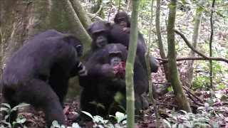 Reward of labor coordination and hunting success in wild chimpanzees