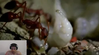 This is Why All Insects Are Afraid of Ants Reaction