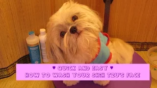 Quick and Easy Shih Tzu face wash - prevent tear stains - How to groom your Shih Tzu