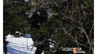 BIGFOOT