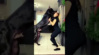 Great Dane Is Taller Than Human || ViralHog #shortvideo #subscribe