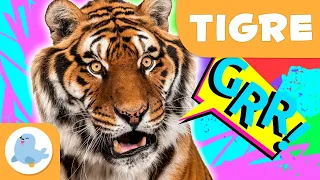 O tigre 🐯 Animais para crianças 🌲 Episódio 12