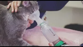 How to Use a Feline Aerosol Chamber at Home