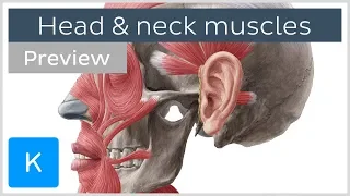 Main Muscles of the Head and Neck (preview) - Human Anatomy | Kenhub