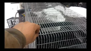 Клетка для кроликов полностью из сетки! Быстро Дешево Качественно! Cage for rabbits!